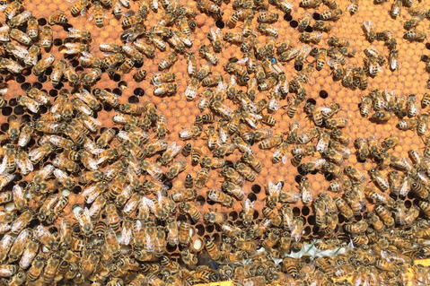 Save the Bees Save the Bees